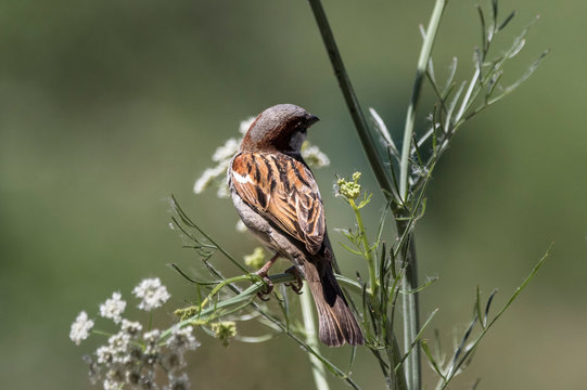 A house sparrow sitting on a plant, photographed from behind with green background
