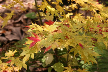 もみじ