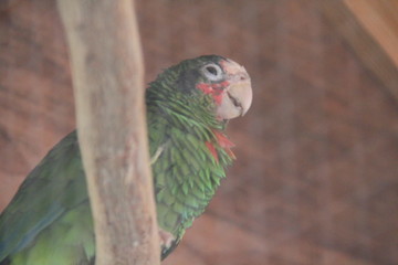 tropical island grand cayman beach summer