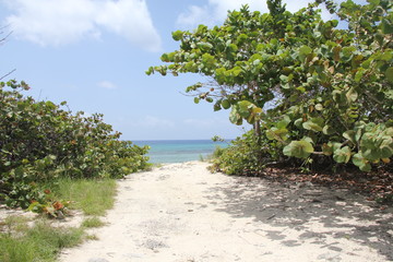 tropical island grand cayman beach summer