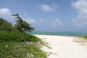tropical island grand cayman beach summer