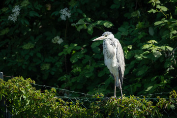 A grey heron standing on a fence