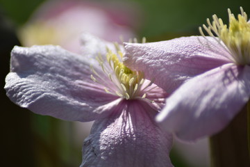 Blühende Clematis