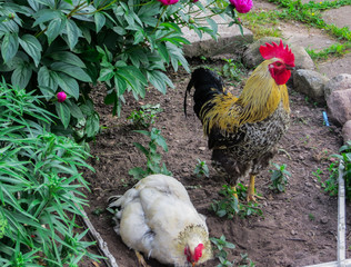 A beautiful rooster with hens is walking in the courtyard of a village house.