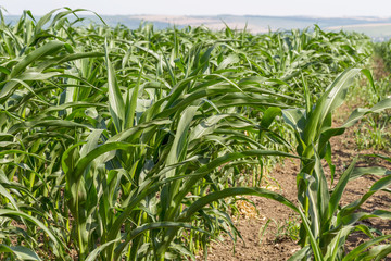 Green corn field in spring. Young green shoots of corn on the agricultural field