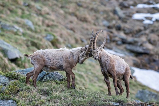 Alpine ibex (Capra ibex), also steinbock or Ibex, fighting for rank, High Tauern National Park, Carinthia, Austria, Europe