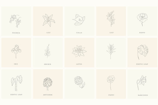 Set of floral design elements for logo.