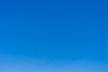 鳥のV字飛行　2019/5/4撮影　愛知県半田市