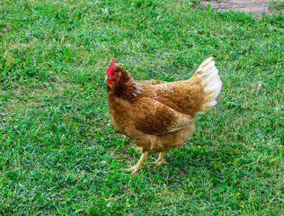 A bright live red chicken walks through the grass.