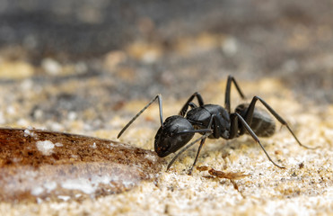 big forest ants in a native habitat