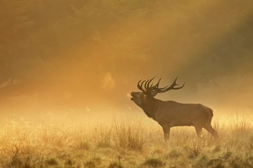 Enormous Red deer (Cervus elaphus), roars in the rut, sunrise with sunrays in early fog, Jagersborg, Denmark, Europe