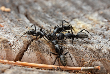 big forest ants in a native habitat