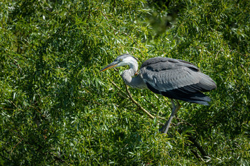 A grey heron standing on a tree