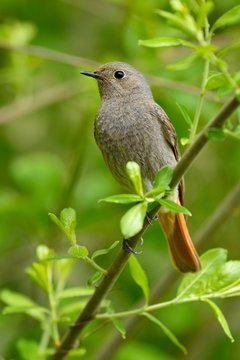 Black redstart (Phoenicurus ochruros), female sitting on branch, Canton Zug, Switzerland, Europe