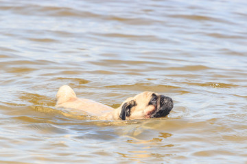 a cute dog Pug swim at a local public river