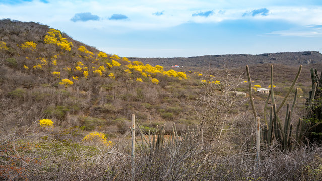 Yellow Kibrahacha (Tabebuia Billbergii)  trees.on the Caribbean island of Curacao