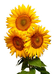 Obraz premium Sunflowers bouquet with leaves isolated on white background. Sun symbol. Flowers yellow, agriculture. Seeds and oil. Flat lay, top view. Bio. Eco. Creative