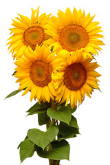 Obraz premium Sunflowers bouquet with leaves isolated on white background. Sun symbol. Flowers yellow, agriculture. Seeds and oil. Flat lay, top view. Bio. Eco. Creative