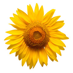 Fototapeta premium Sunflower head isolated on white background. Sun symbol. Flowers yellow, agriculture. Seeds and oil. Flat lay, top view. Bio. Eco. Creative