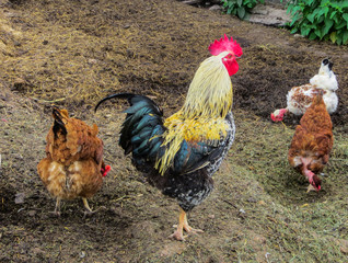 A beautiful rooster with hens is looking for food in a pile of old straw.