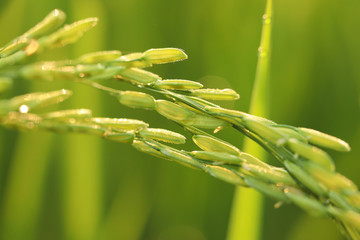 Green ear of rice in paddy rice field at the morning