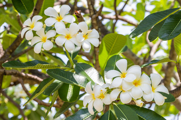 White plumeria (frangipani)