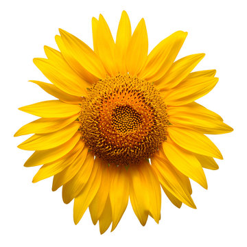 Sunflower head isolated on white background. Sun symbol. Flowers yellow, agriculture. Seeds and oil. Flat lay, top view. Bio. Eco. Creative