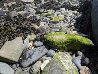 Algae stones