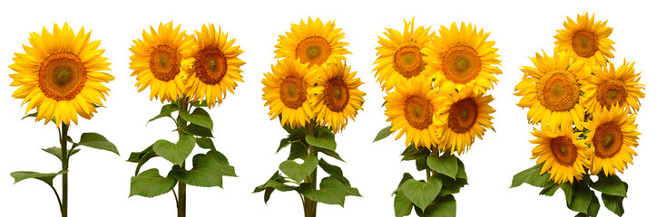 Obraz premium Sunflowers collection various bouquet isolated on white background. Sun symbol. Flowers yellow, agriculture. Seeds and oil. Flat lay, top view. Bio. Eco