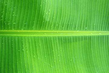 Fresh green leaf with dew drops