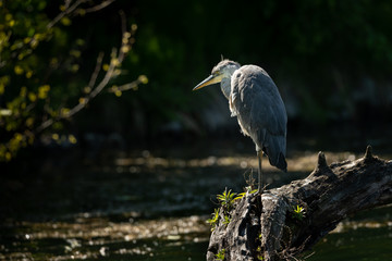 A grey heron standing near a pond