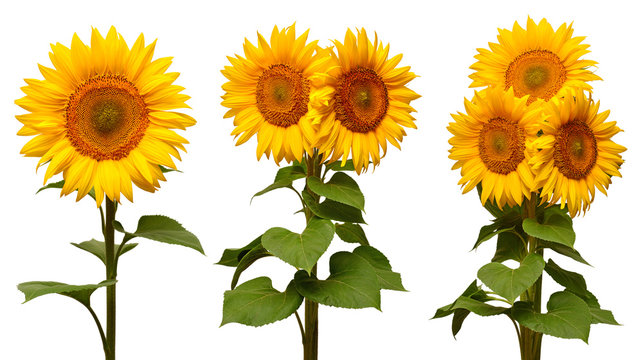 Sunflowers collection various bouquet isolated on white background. Sun symbol. Flowers yellow, agriculture. Seeds and oil. Flat lay, top view. Bio. Eco