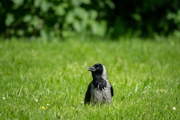 A carrion crow sitting in a meadow on a sunny day in spring