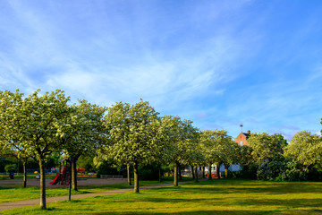 Fototapeta na wymiar スウェーデン　ハルムスタード　駅前の公園　黄色い花が咲く木々　2019/5/23撮影