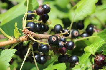 Riber nigrum commonly The blackcurrant or black currant , a woody shrub in the garden