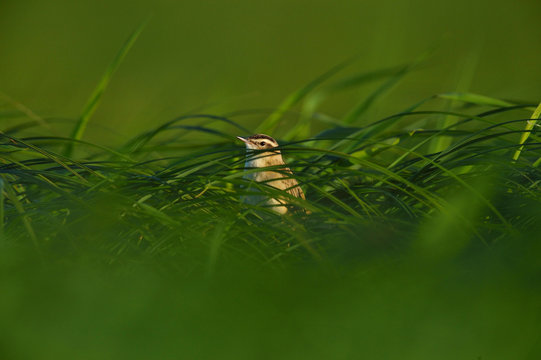 Small bird in grass