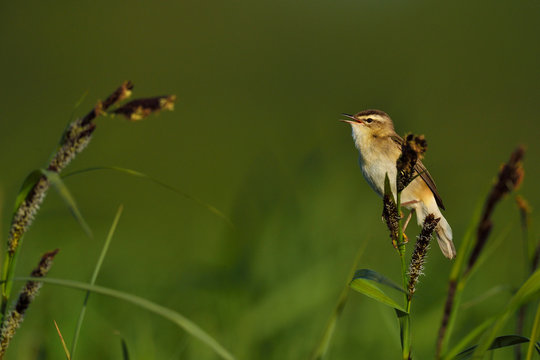 Bird on sedges