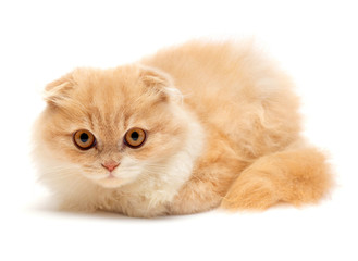 Beautiful red-haired kitten posing lying isolated on white background. Scottish fold cat