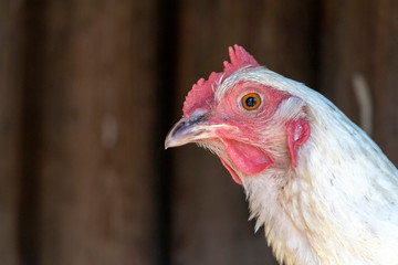 White chicken head with brown wooden background
