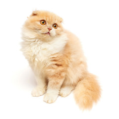 Beautiful red-haired kitten posing sitting isolated on white background. Scottish fold cat