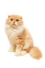 Beautiful red-haired kitten posing sitting isolated on white background. Scottish fold cat