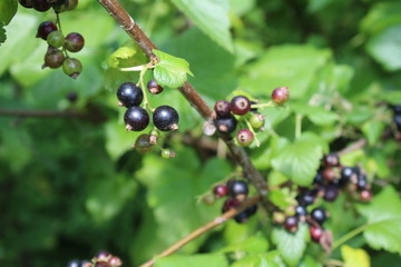 Riber nigrum commonly The blackcurrant or black currant , a woody shrub in the garden