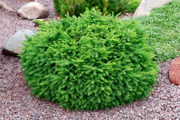 Spruce dwarf spherical.bright green tree.Сoncept of care for conifers, using of spruce in...