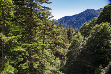 Coniferous forest in a mountain landscape, in the morning light.