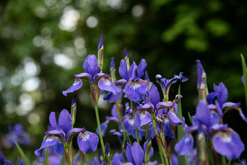 Purple iris in green garden