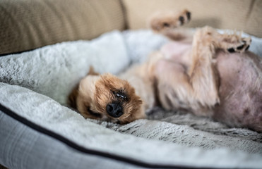 DOG SLEEPING