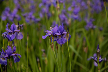 Purple iris