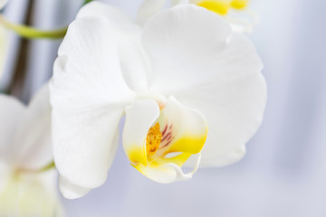 Flower of orchids on a white background, close up