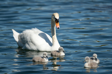 Mute swan cygnets swimming on a sunny day in spring
