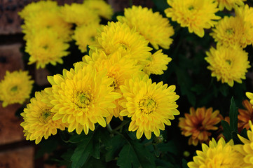 A bunch of yellow asters in a garden